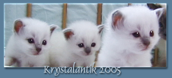 3 Lilac Kitties of Krystalantik 2005