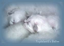 krystalantik's kitties in 2000 Photo Sima