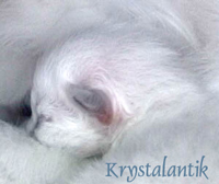 Krystalantik kitties 3 day old